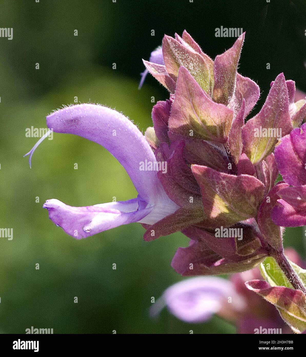 Salvia canaria, especie salvia, tomentosa, lana Foto de stock