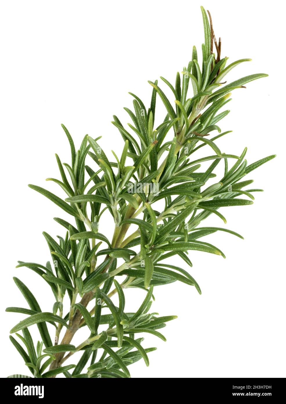Hojad de romero fotografías e imágenes de alta resolución Alamy