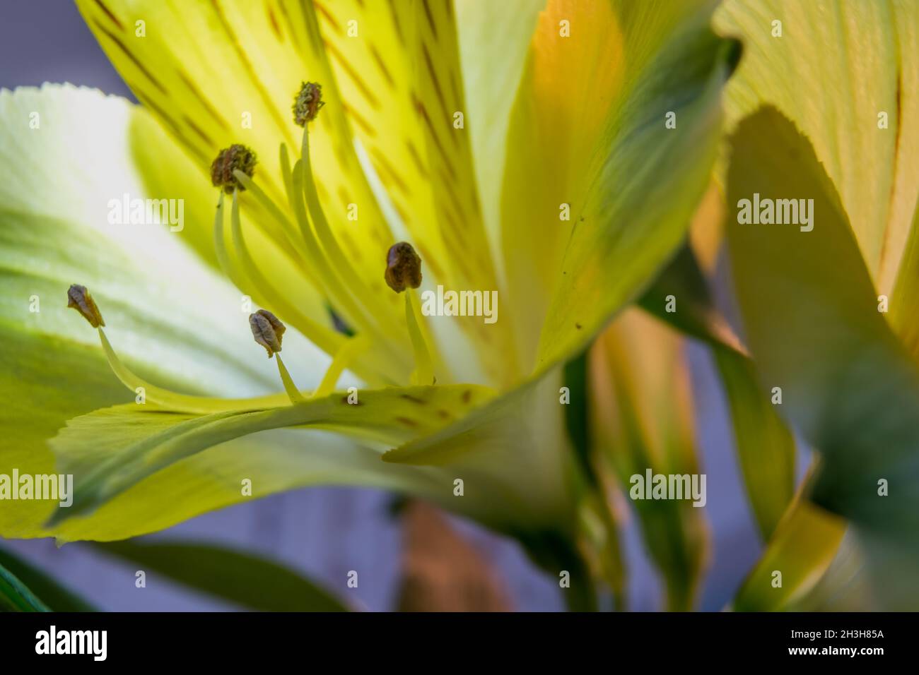 Macro imagen de la flor de alstroemeria amarilla con retroiluminación, con fondo azul borroso y tallos verdes complementan la composición Foto de stock
