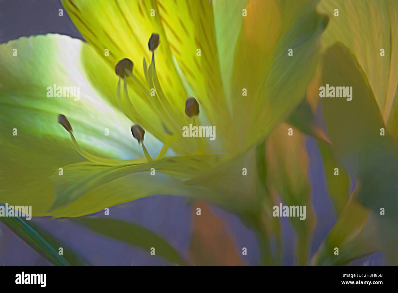 Imagen macro abstracta de la flor amarilla de alstroemeria. Los pétalos borrosos son retroiluminados, arrojando luz suave sobre los estambres Foto de stock