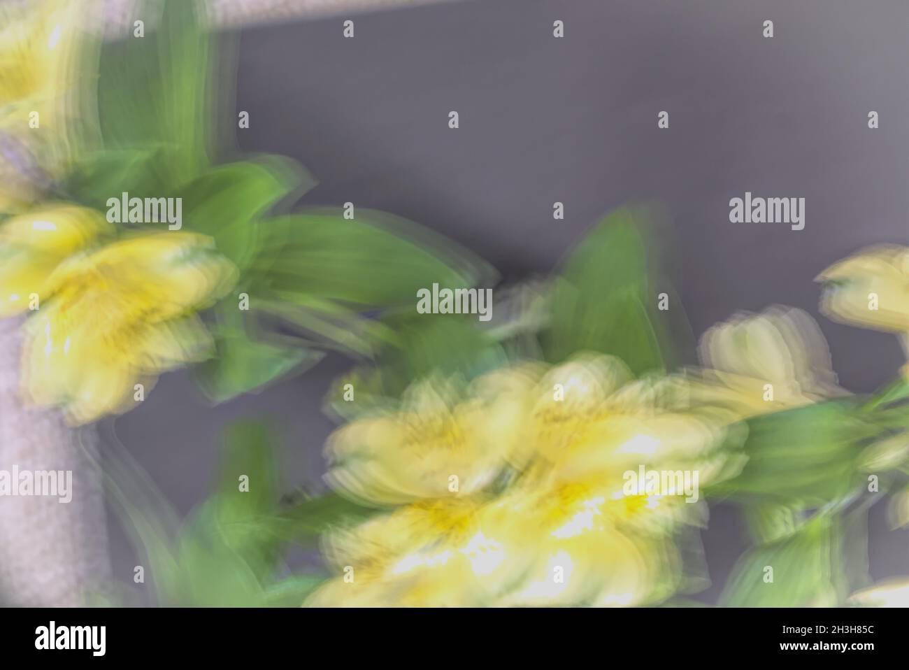 En el borde. ICM amarillo borroso Las flores de alstroemeria cubren el lado izquierdo e inferior del marco dejando un área oscura para el texto. Foto de stock