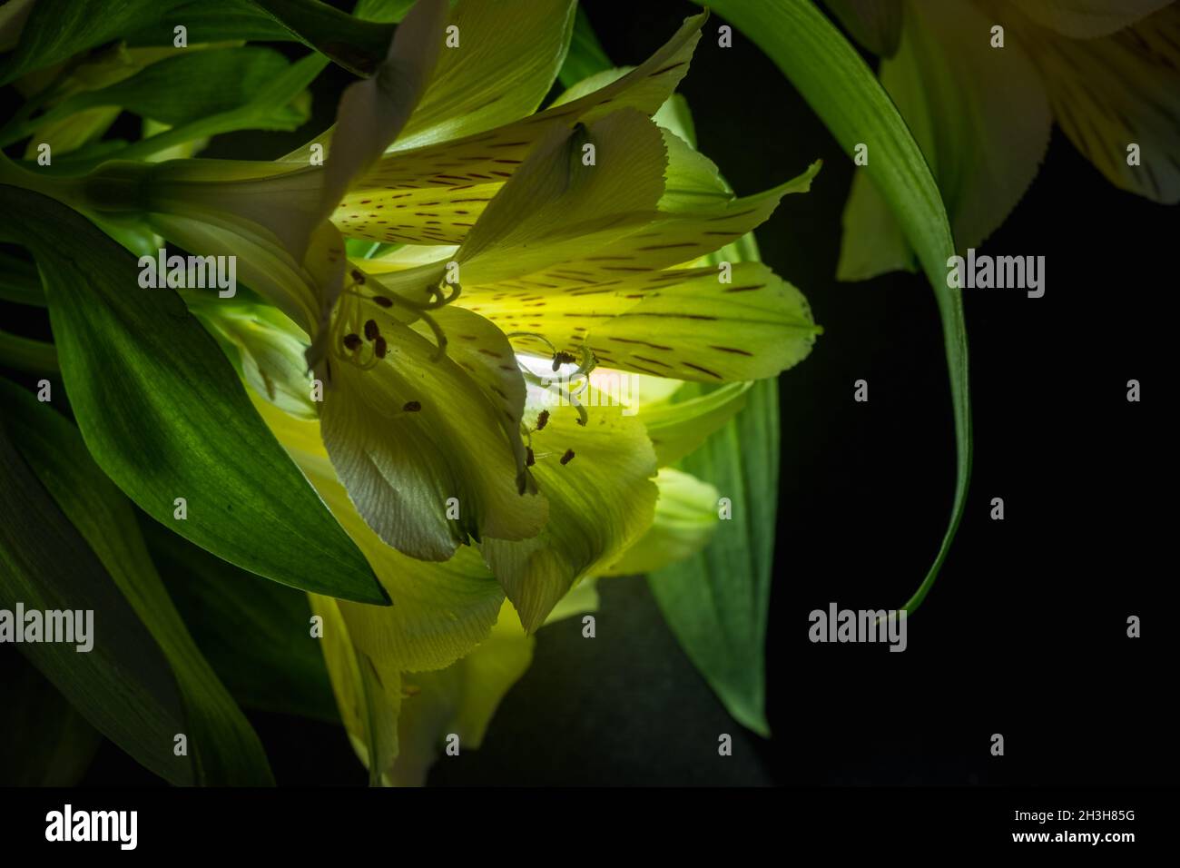 Plana Lay flores amarillas de alstroemeria junto con hojas verdes sobre fondo negro. Espacio para texto en la parte inferior derecha. Foto de stock