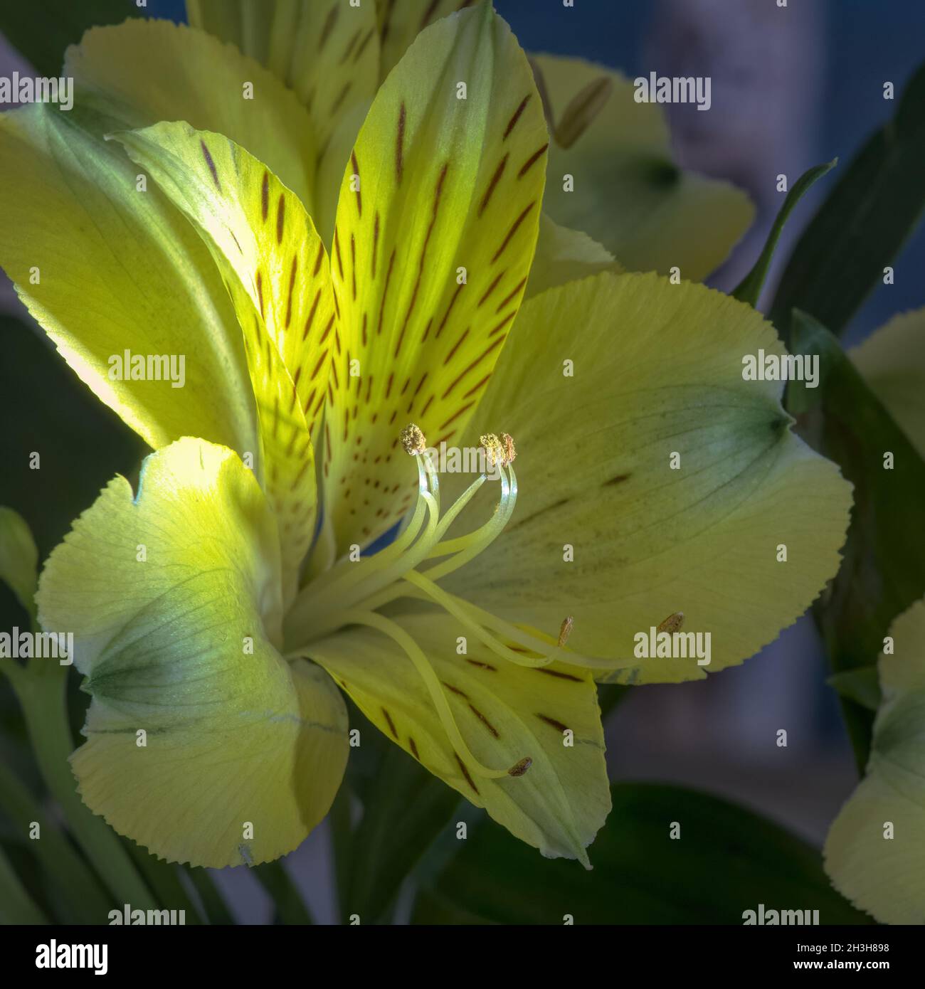 Detalle de primer plano de la flor de alstroemeria de color amarillo brillante Foto de stock