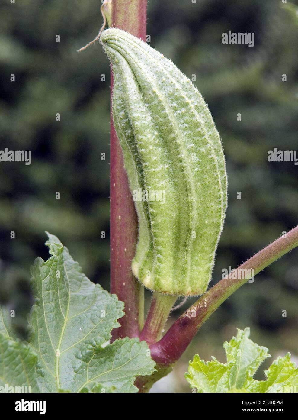 Cultivos de okra fotografías e imágenes de alta resolución Alamy