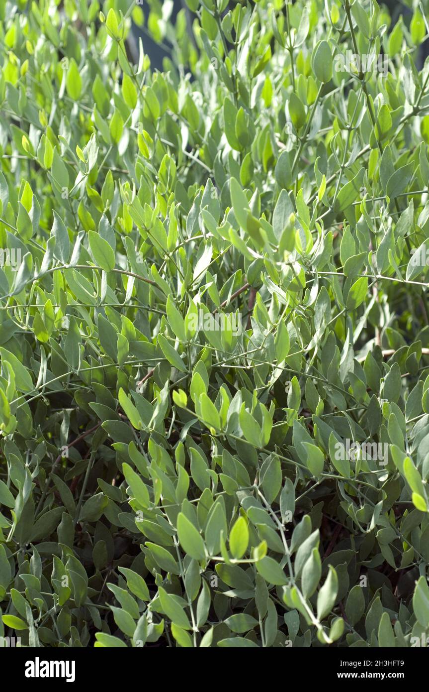 Planta de jojoba fotograf??as e im??genes de alta resoluci??n Alamy