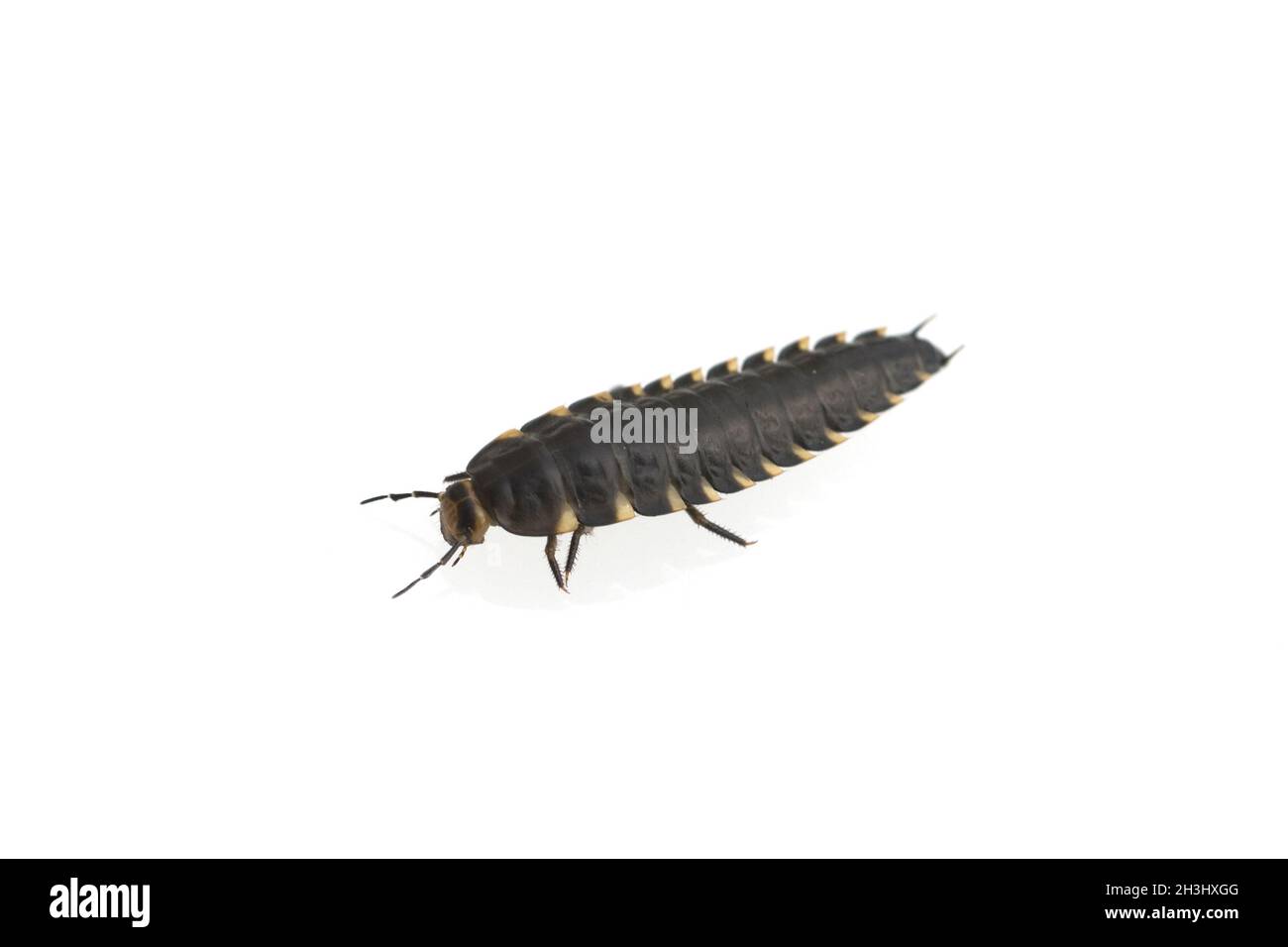 Laufkaeferlarve, Laufkaefer; larva, Carabidae; Foto de stock
