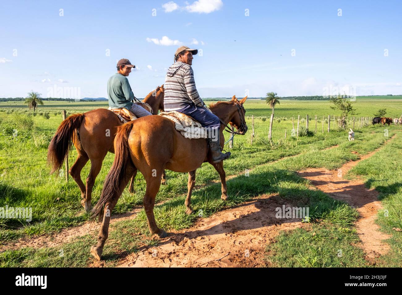 Gauchos trabajando con ganado en Santiago, Paraguay. Foto de stock