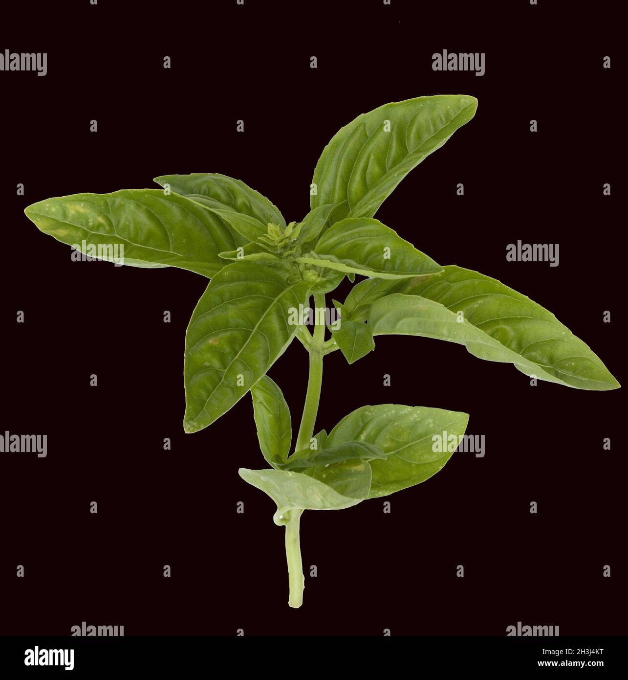 Albahaca; Ocimum; basilicum; planta medicinal; Foto de stock