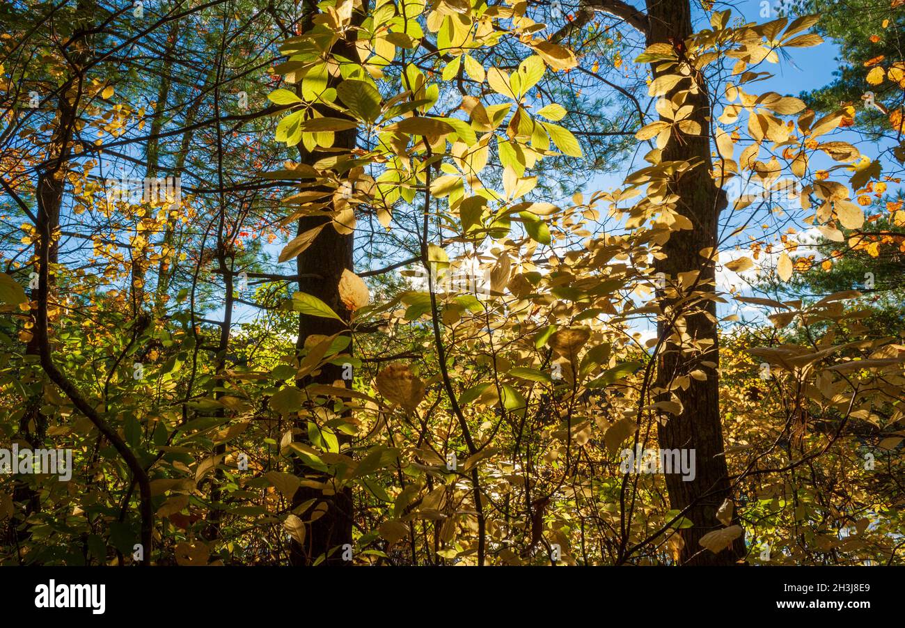 Ramitas de un arbusto de pimienta dulce (Clethra alnifolia) en el follaje de otoño pico, con hojas en tonos de amarillo, en un bosque mixto. Parque Estatal de Moore, MA Foto de stock