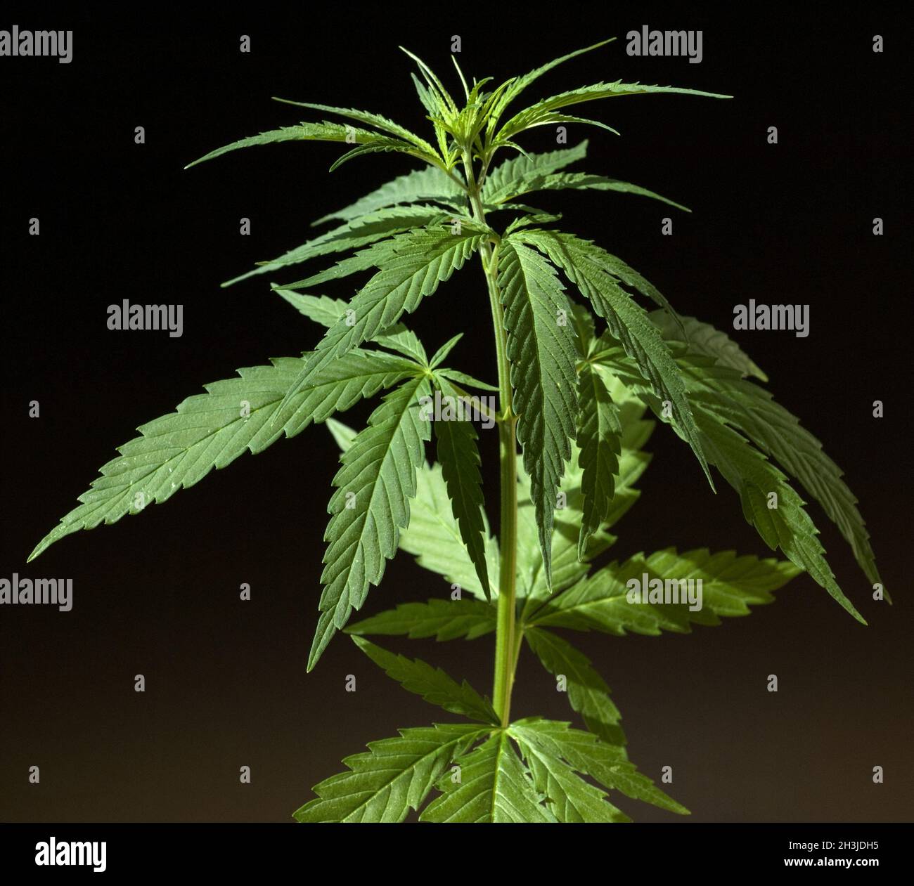 Cáñamo, cannabis, sativa, folleto de cáñamo Foto de stock