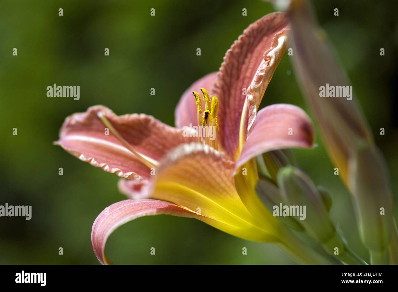 Marigolds, Hemerocallis, Foto de stock