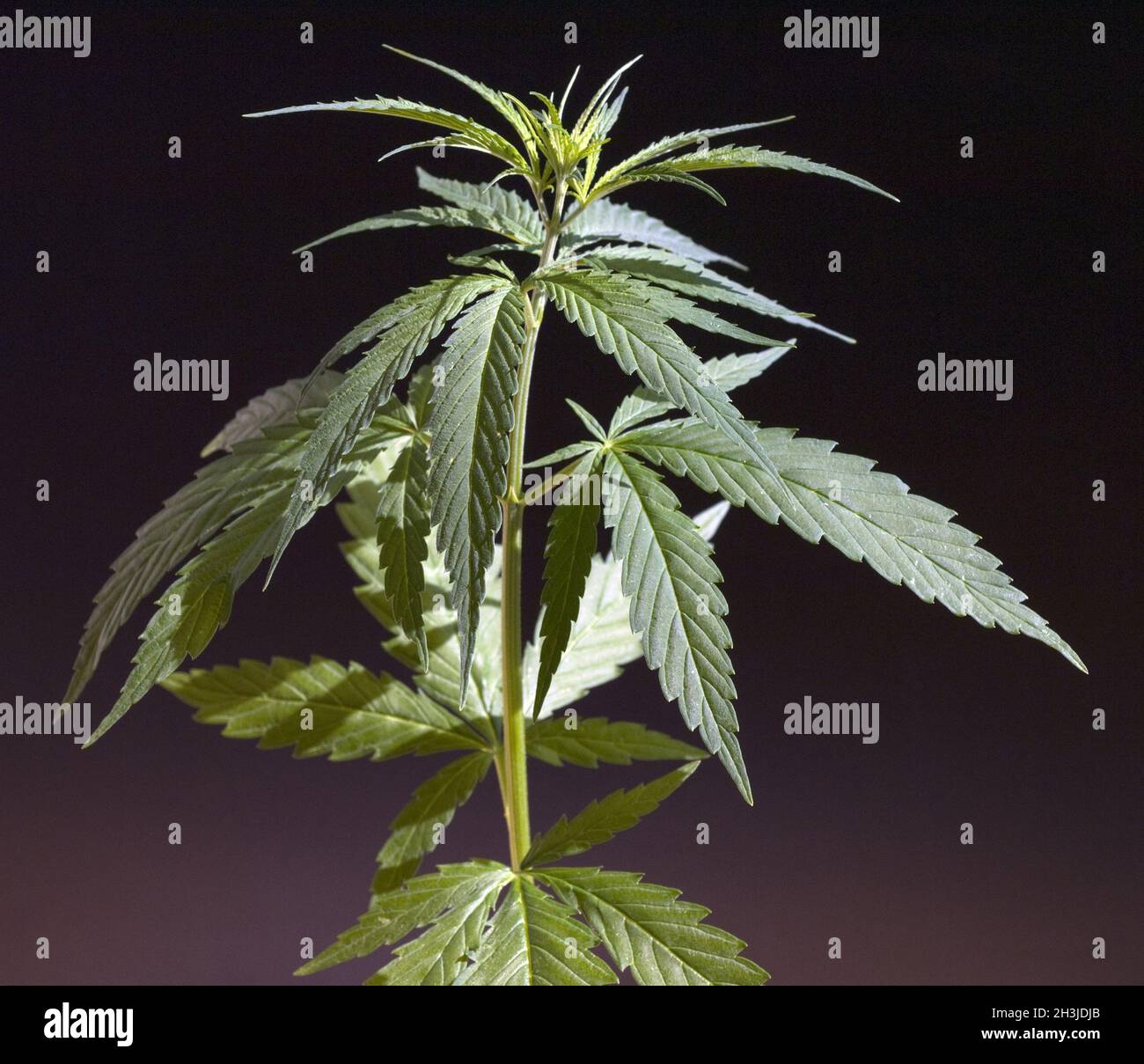 Cáñamo, cannabis, sativa, folleto de cáñamo Foto de stock