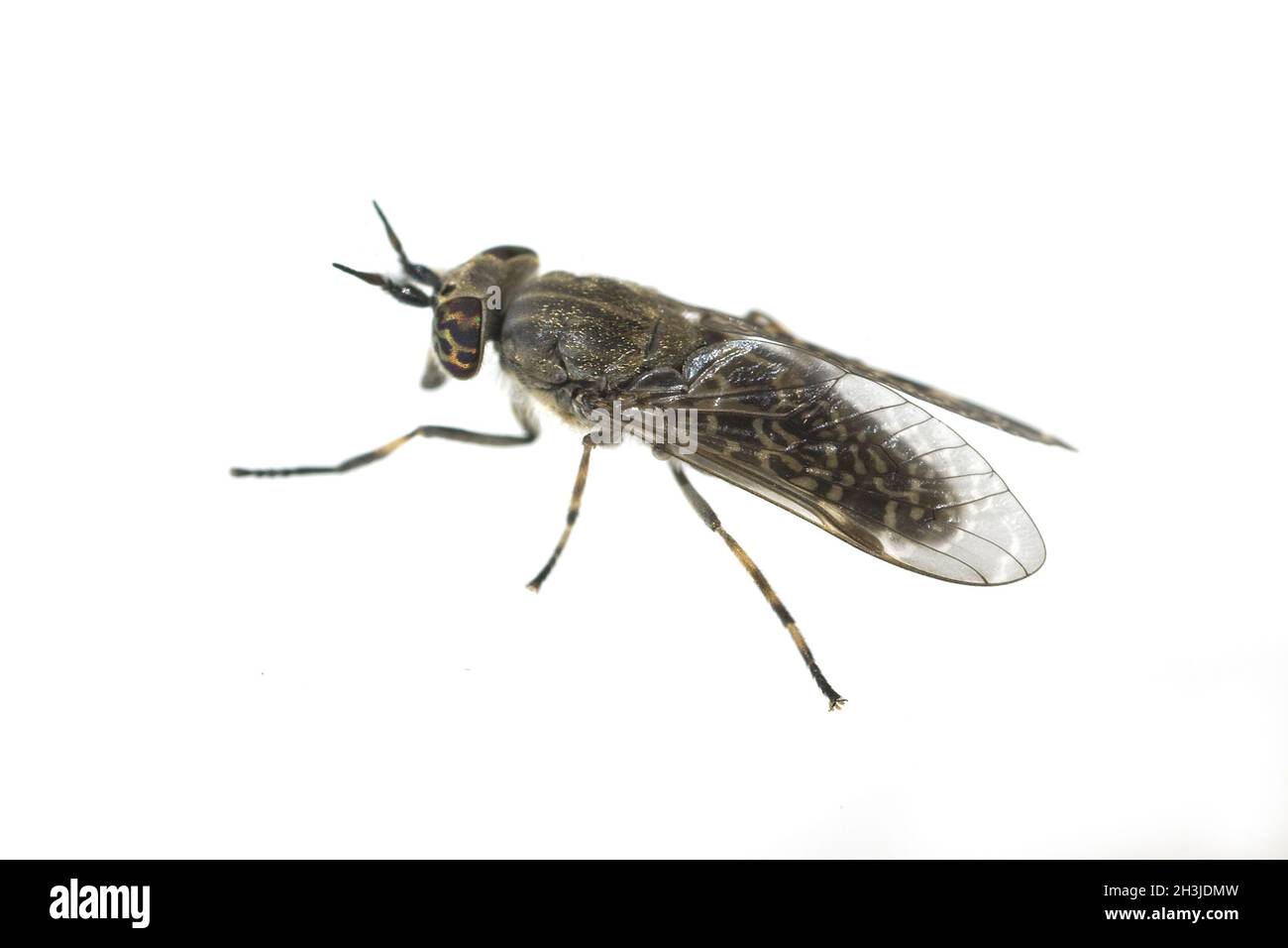 Gálibélulas; moscas de la caballo; mosca; bovinus de tabanus; insecto; Foto de stock