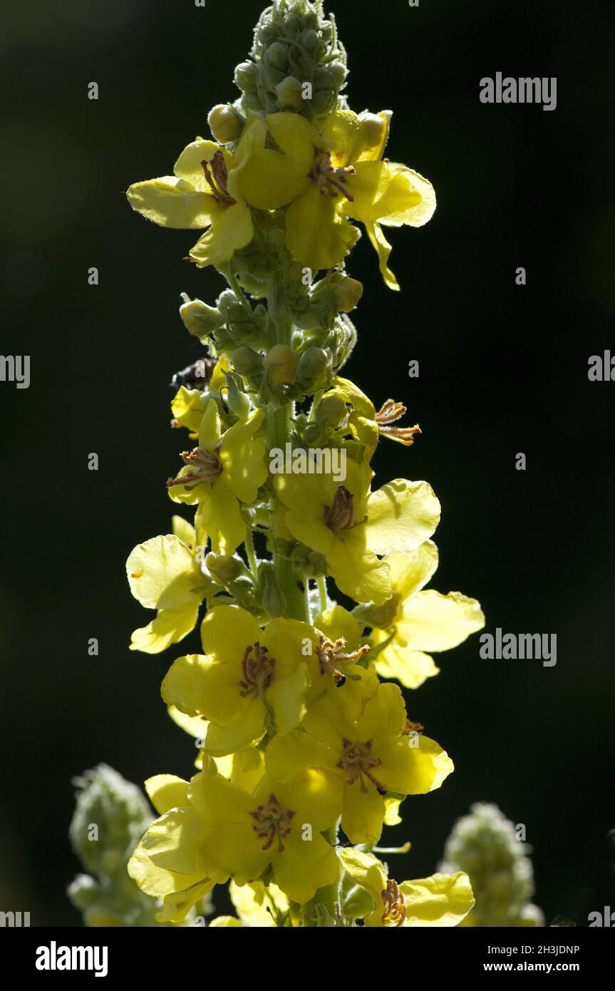 Verbascum, densiflorum; planta medicinal, menta rey Foto de stock