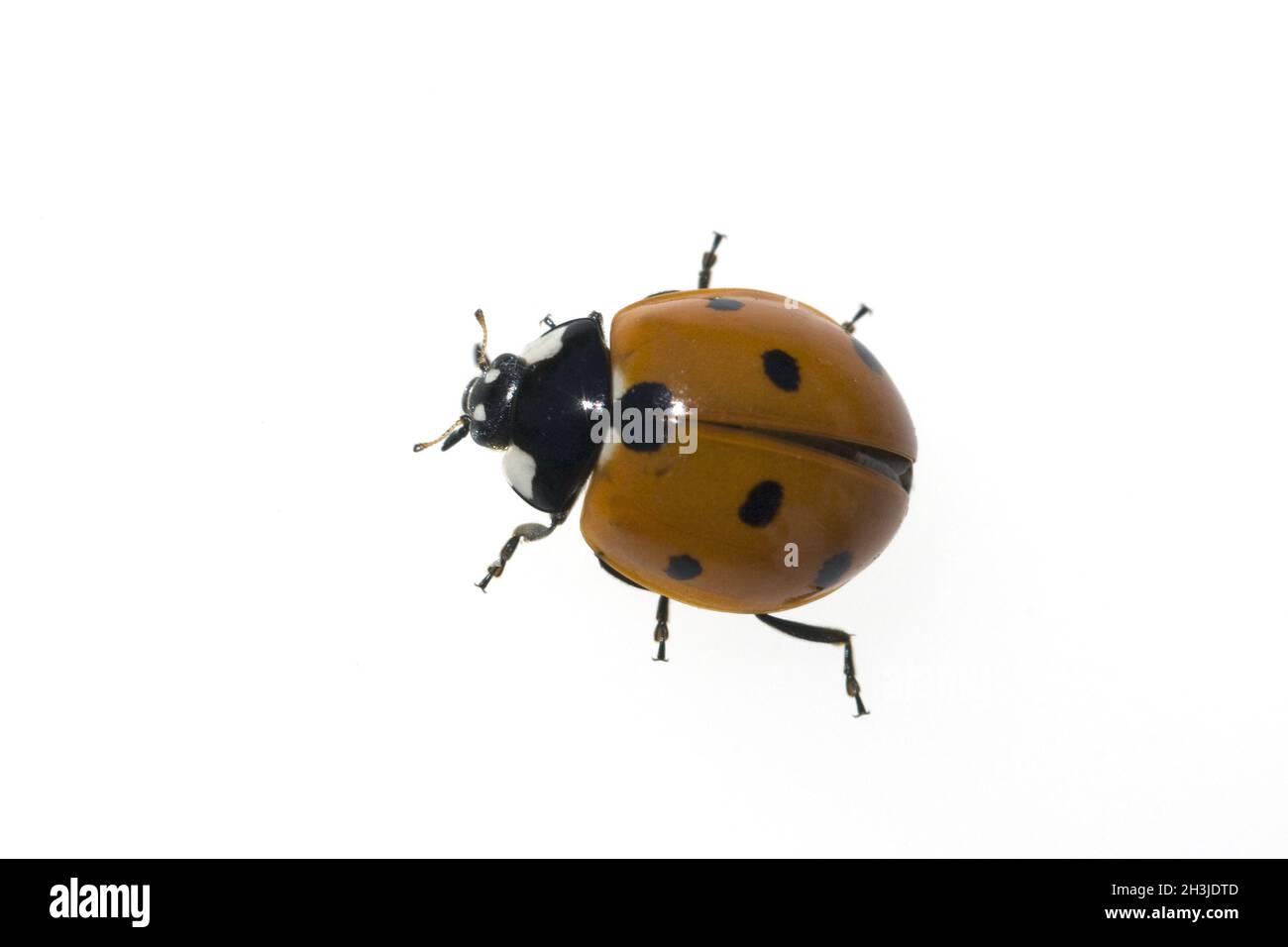 Escarabajo dama; Coccinella; semptempunctata; 7 puntos; insecto Foto de stock