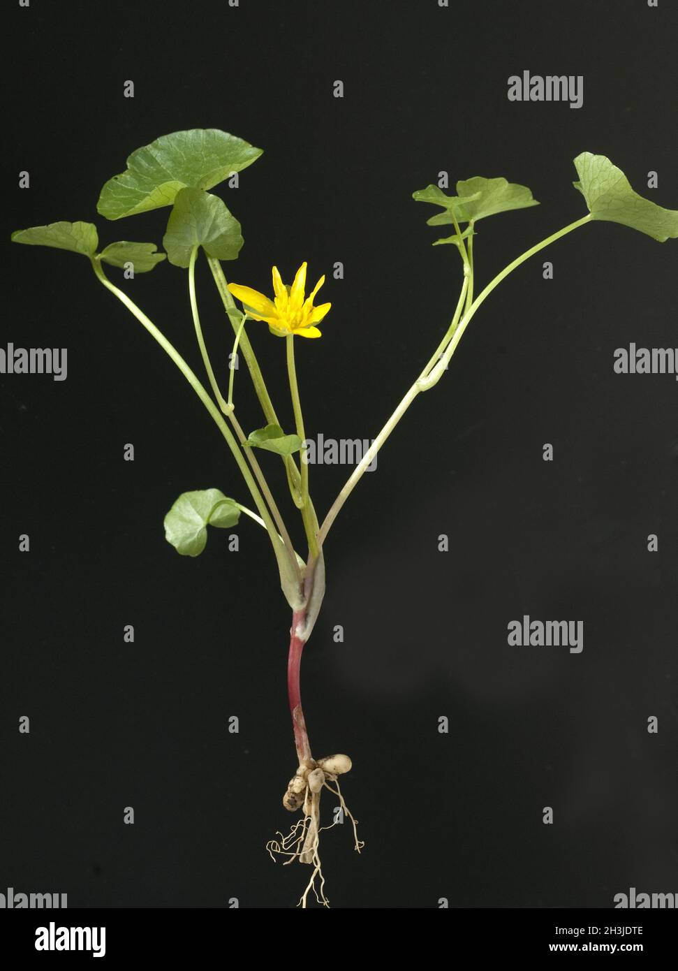 Celidonia, Ranunculus, ficaria, planta medicinal Foto de stock