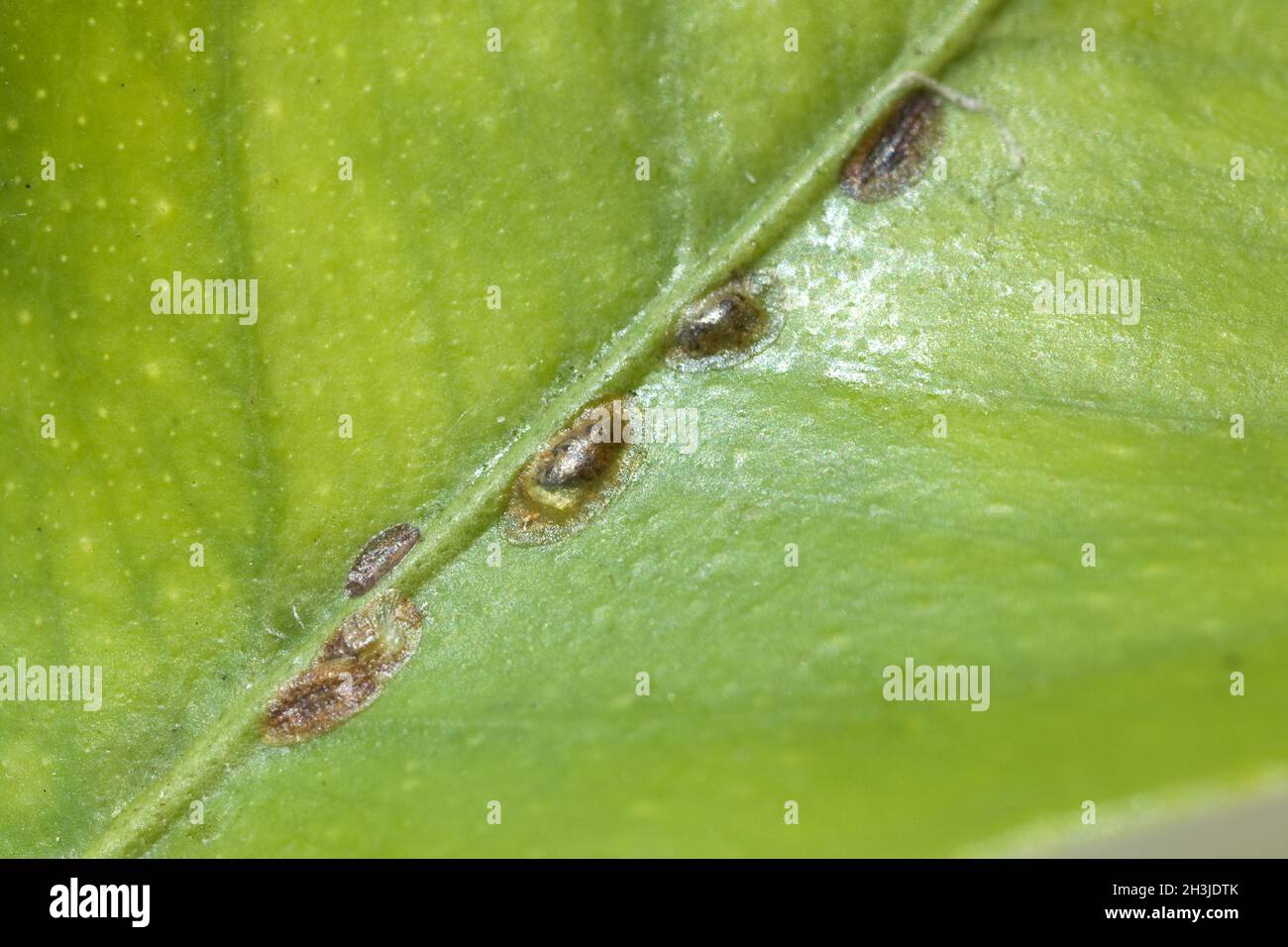Insecto de escamas; Coccoidea; áfido; insecto; Foto de stock