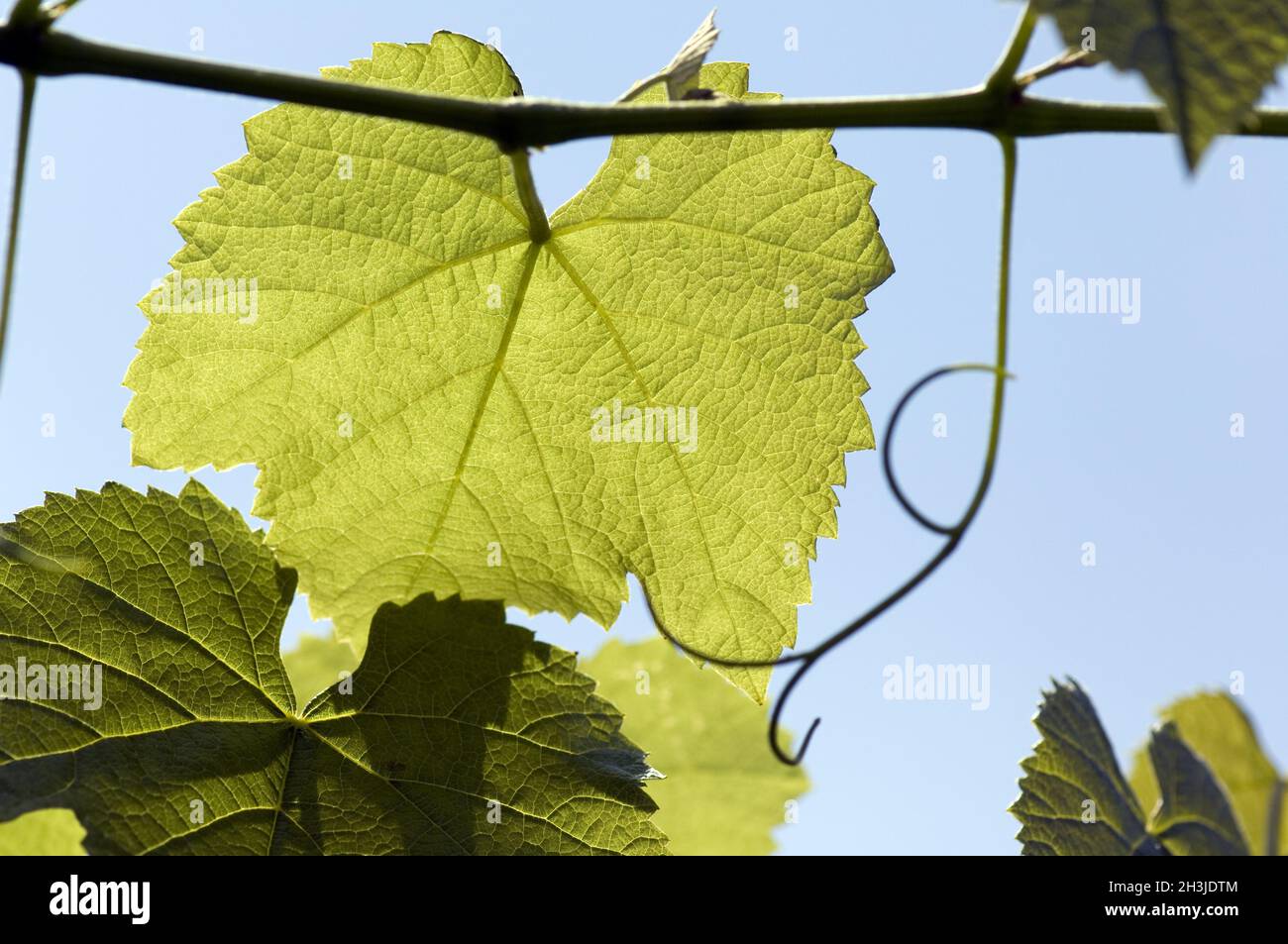 Hoja de vid; Vino blanco; Planta medicinal; Planta útil; Planta cultivada; Vitis vinifera; Foto de stock