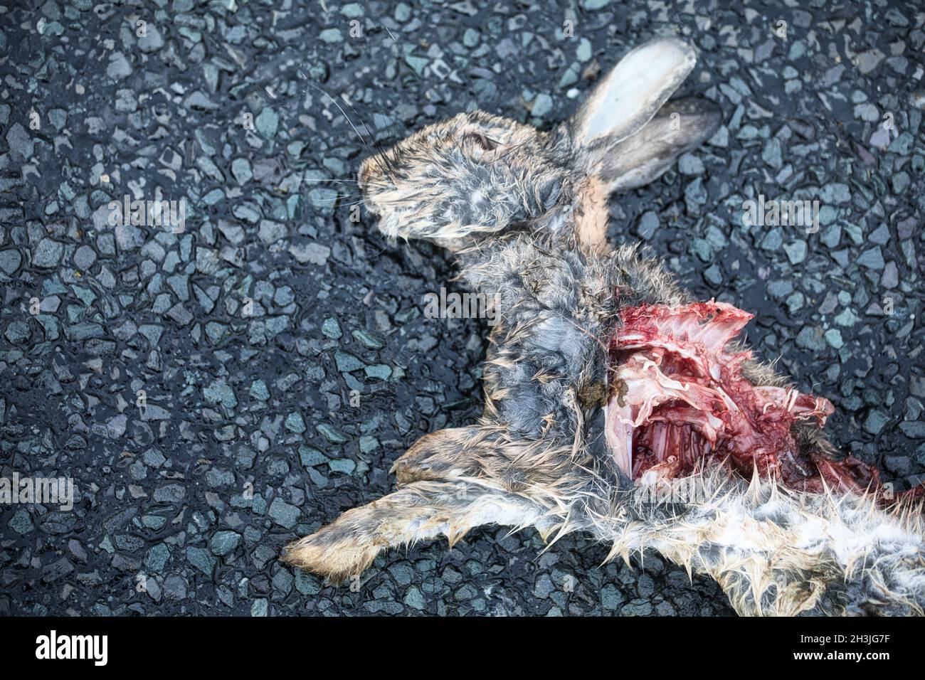 Directamente encima del cuerpo de conejo muerto golpeado por el coche, Richmondshire, North Yorkshire, Inglaterra Foto de stock
