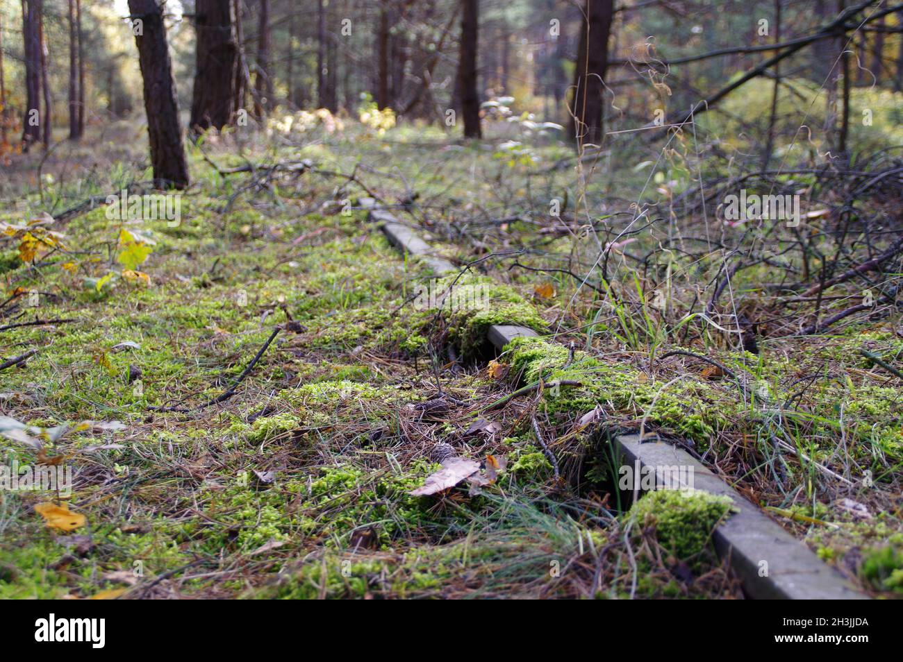 Una vía de ferrocarril olvidada en el bosque. Moss en un carril oxidado. Camino abandonado. Foto de stock