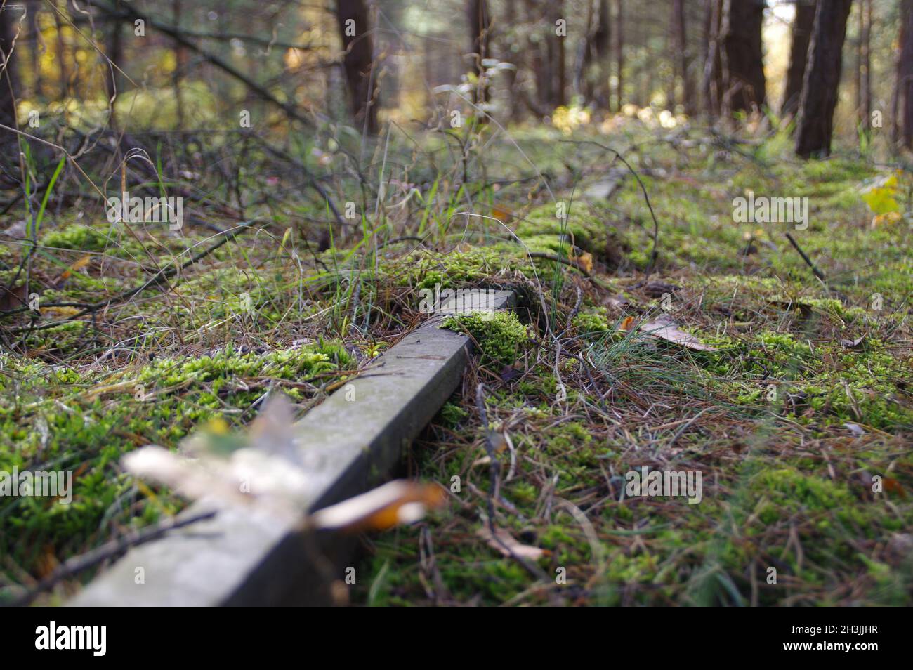 Una vía de ferrocarril olvidada en el bosque. Moss en un carril oxidado. Camino abandonado. Foto de stock