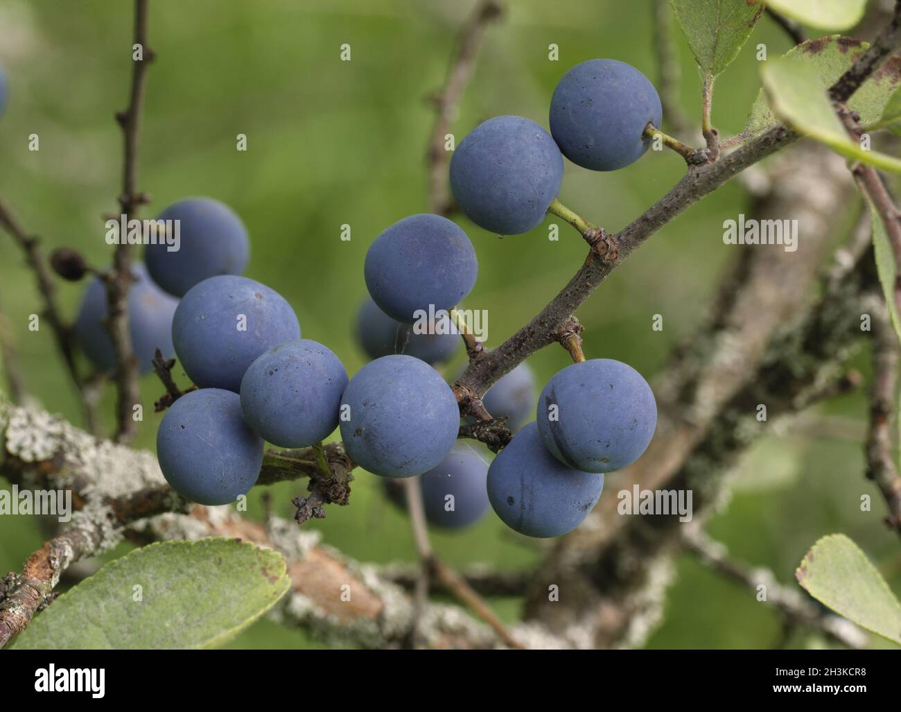 Blue Plum bayas silvestres en las ramas en el jardín de verano. Foto de stock