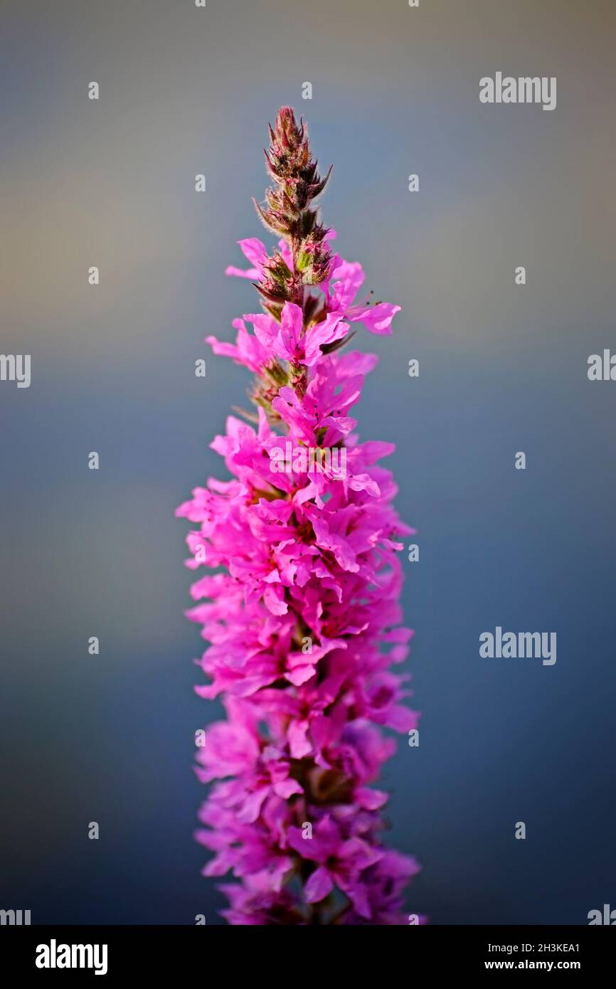Flores silvestres de Foxglove en el bosque de Irlanda Foto de stock