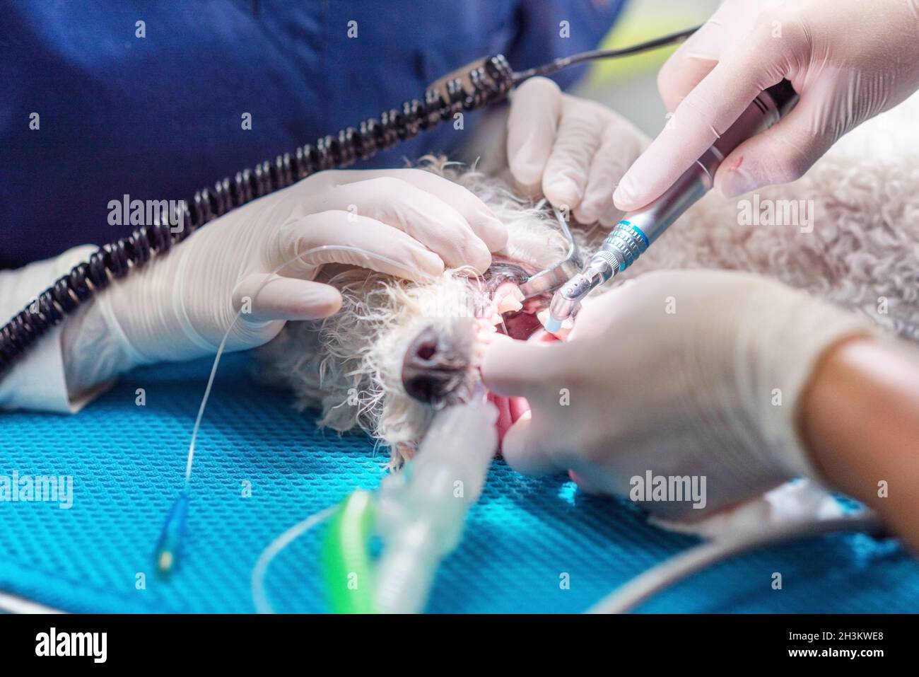 Odontología veterinaria. El veterinario dentista cirujano trata y quita los dientes de un perro bajo anestesia en la mesa de operaciones Foto de stock