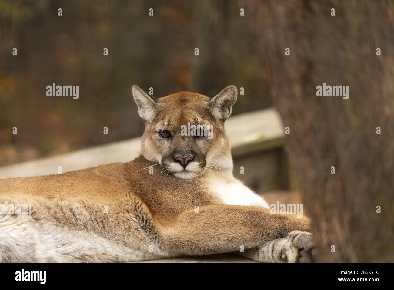 Puma joven (Puma concolor Fotografía de stock - Alamy