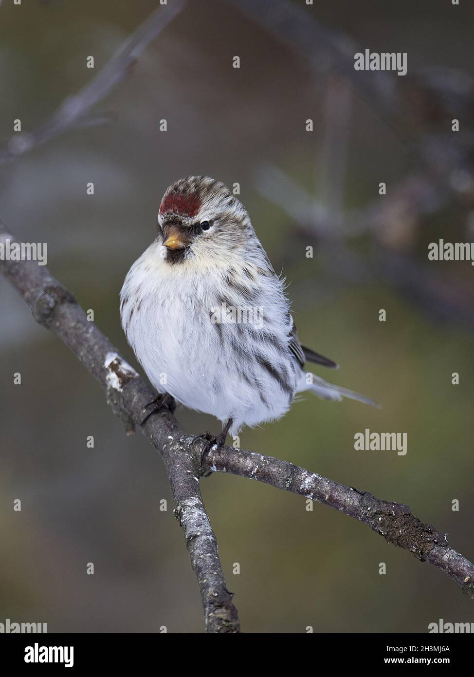 Siskin de abedul polar Foto de stock