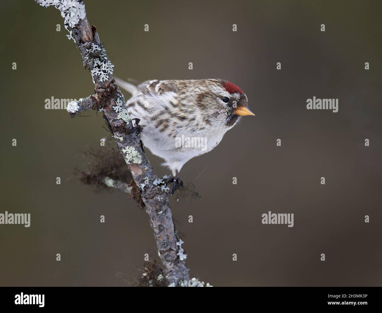 Siskin de abedul polar Foto de stock