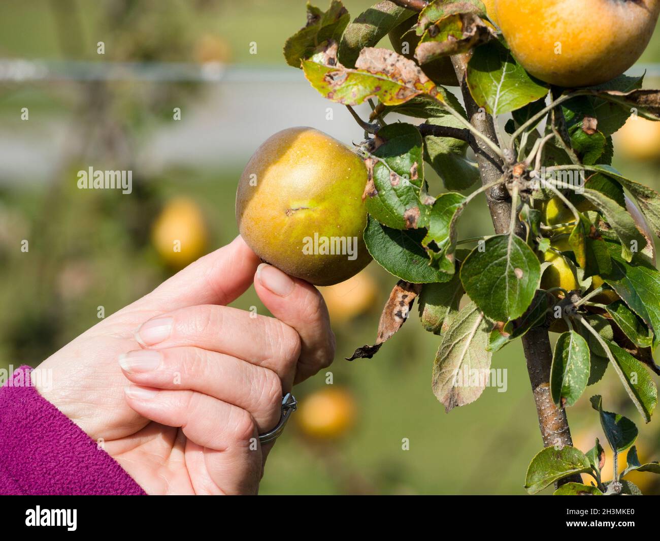 Recogiendo una manzana russet madura pero manchada: Una mujer alcanza para una manzana russet ligeramente manchada en una rama del árbol en el sol de la tarde. Foto de stock