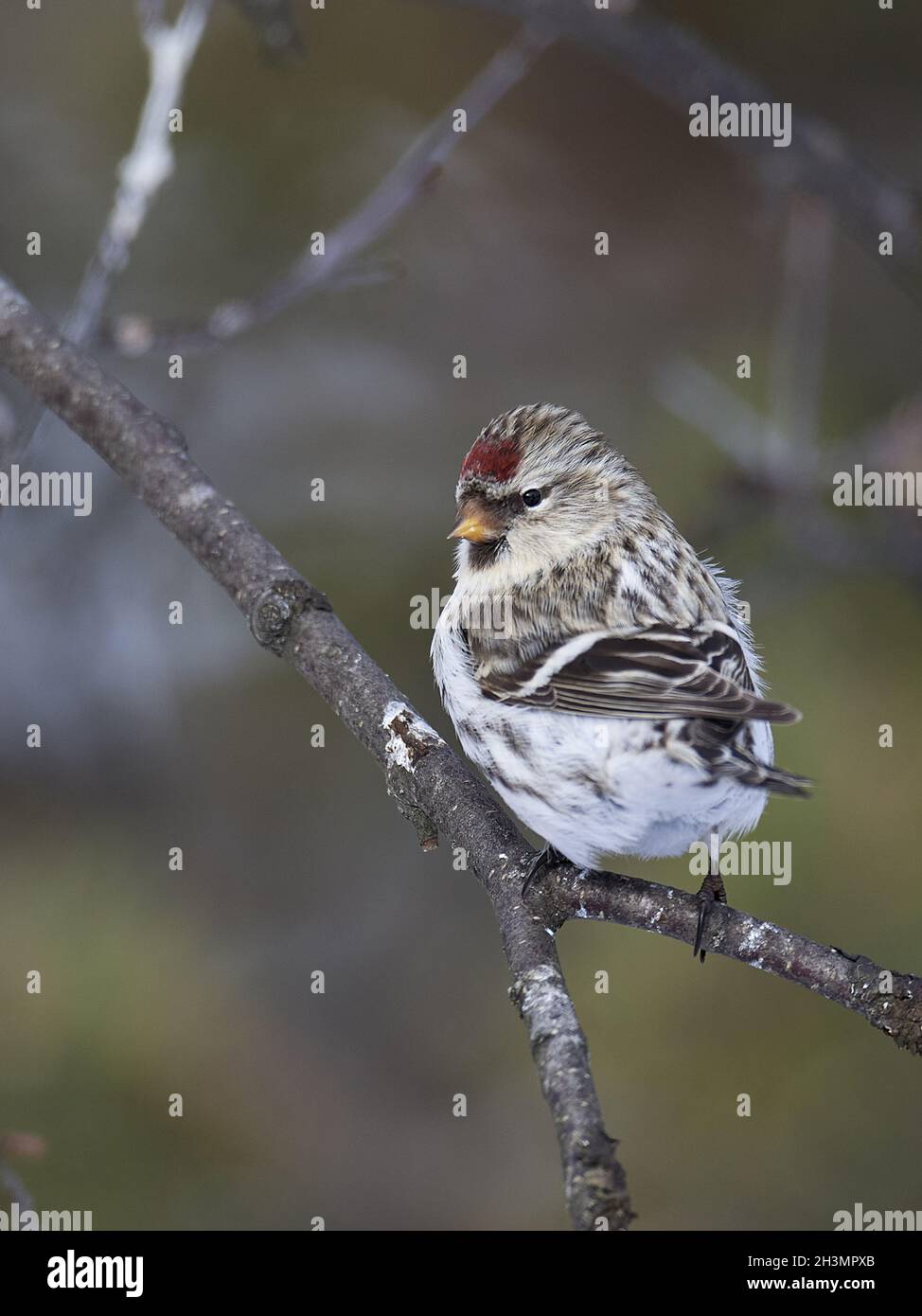 Siskin de abedul polar Foto de stock