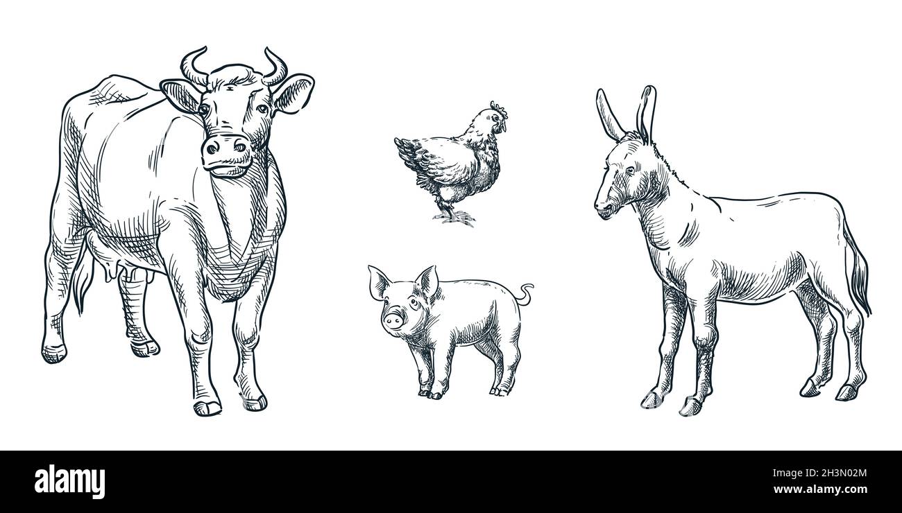 Juego de animales de granja, ilustración de croquis vectorial. Ganado dibujados a mano elementos de diseño. Iconos de vaca, burro, cerdo y gallina Ilustración del Vector