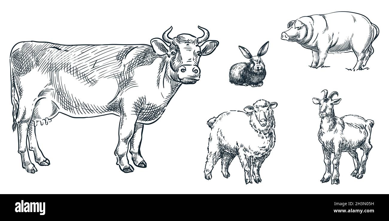 Juego de animales de granja, ilustración de croquis vectorial. Ganado dibujados a mano elementos de diseño. Iconos de vaca, oveja, cerdo, cabra, conejo Ilustración del Vector
