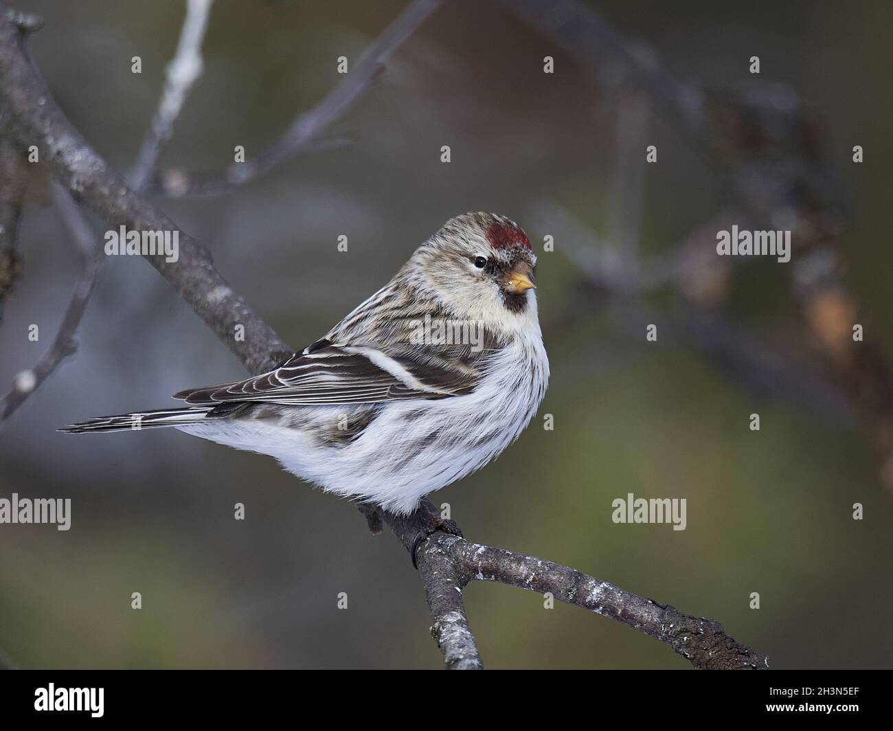 Siskin de abedul polar Foto de stock