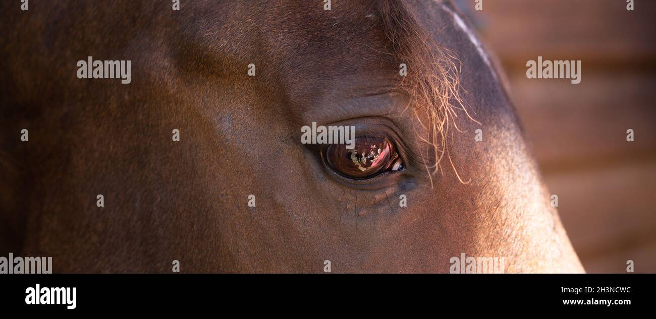 Ojo grande de yegua marrón. Hocico de caballo, de cerca. Foto de alta calidad Foto de stock