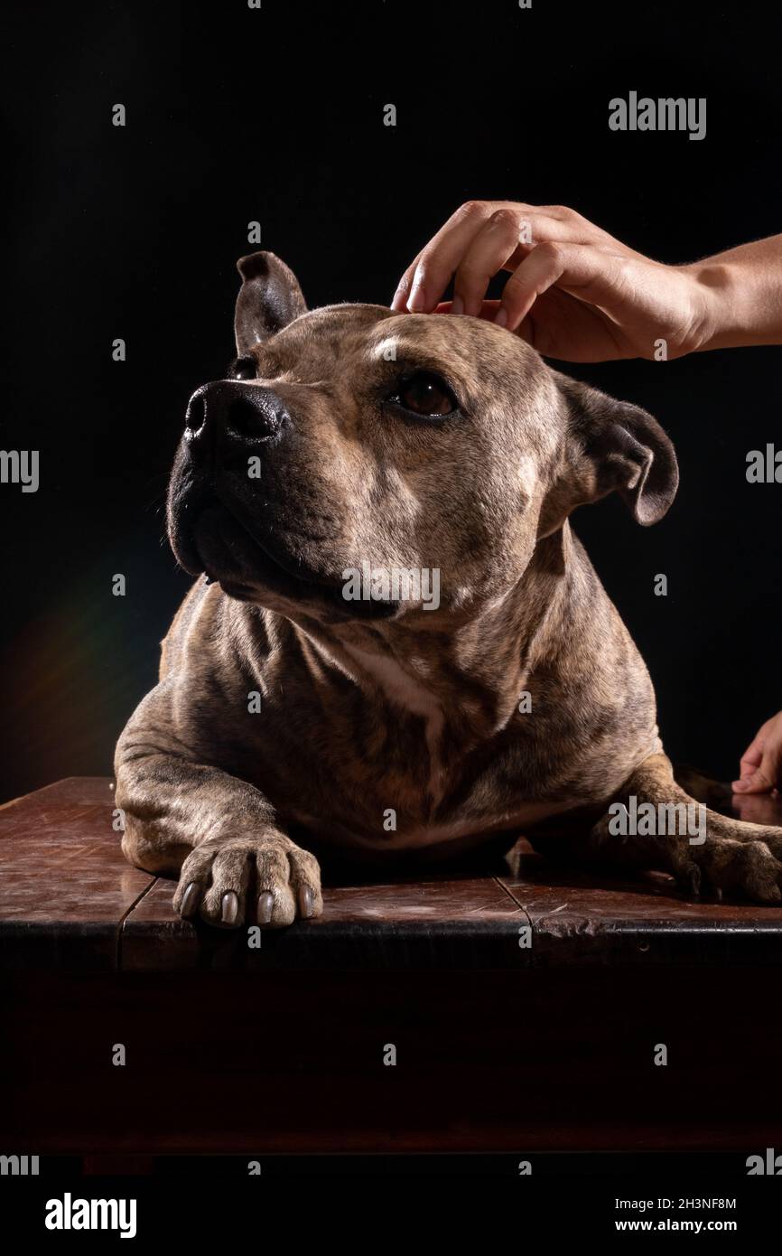 el perro pitbull con ojos tiernos se acarició en la cabeza y se aisló sobre fondo negro Foto de stock