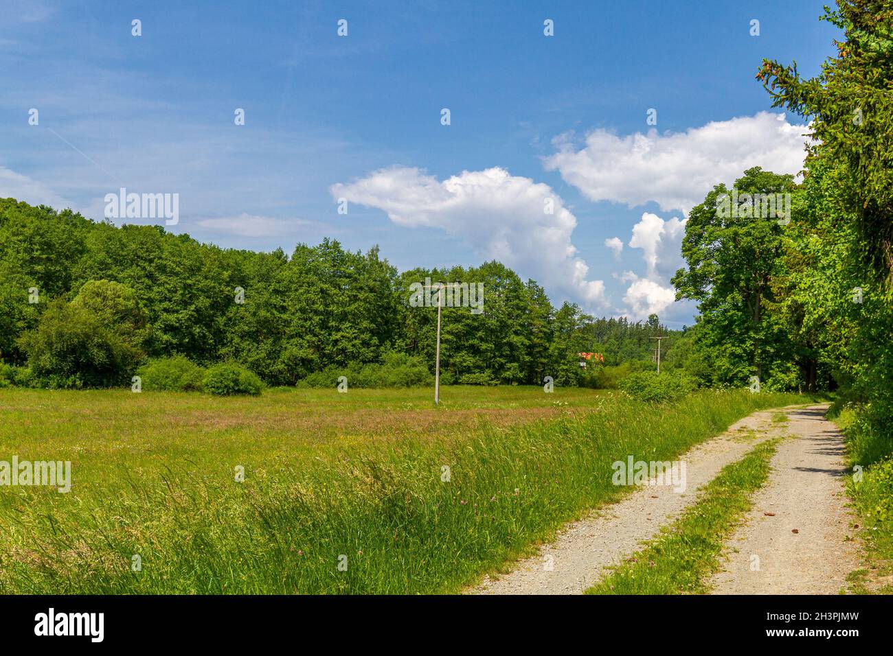 Ruta de senderismo de larga distancia Selketalstieg Bosque paisaje, prado paisaje Foto de stock