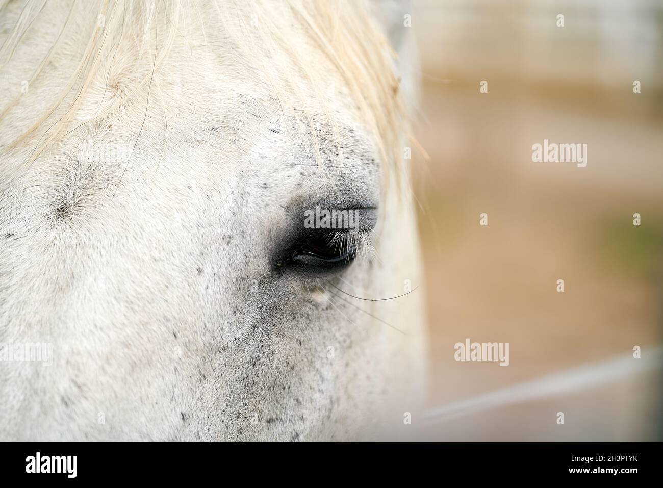 Primer plano del ojo de un solo caballo una granja Foto de stock