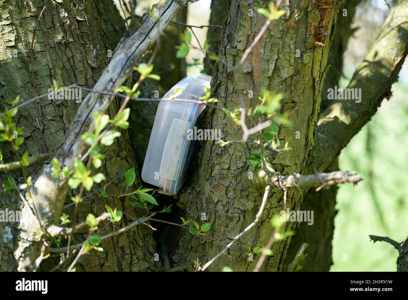 Se encontró geocaching escondiendo lugar con una caché en una caja en un árbol en el Herrenkrugpark cerca de Magdeburg Foto de stock