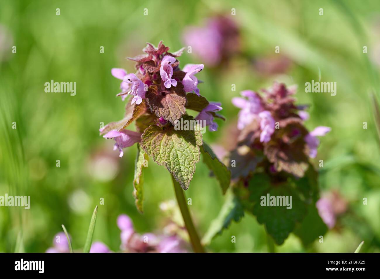 Ortiga floreciente (Lamium purpureum) en un prado en un parque en primavera Foto de stock