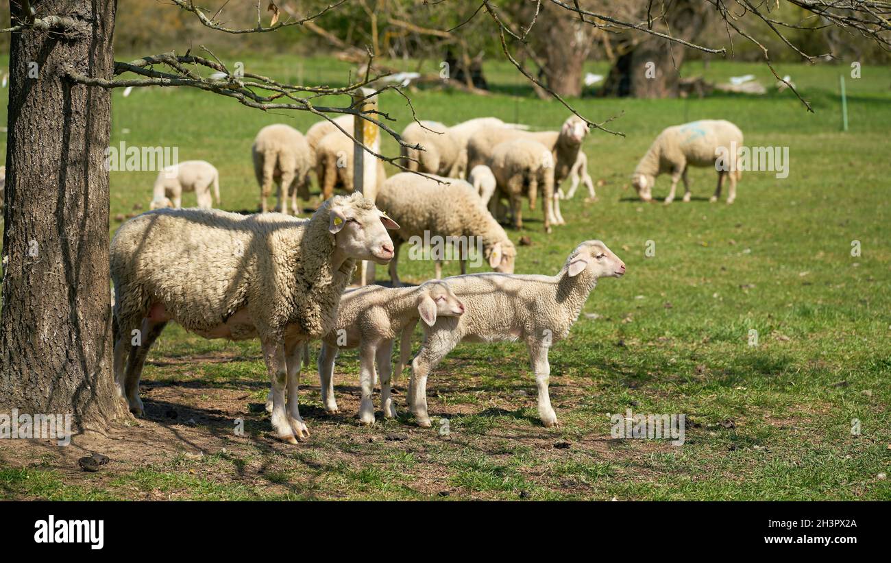 Rebaño de ovejas para el mantenimiento del paisaje en un prado en HerrenKrugpark cerca de Magdeburg en Alemania Foto de stock