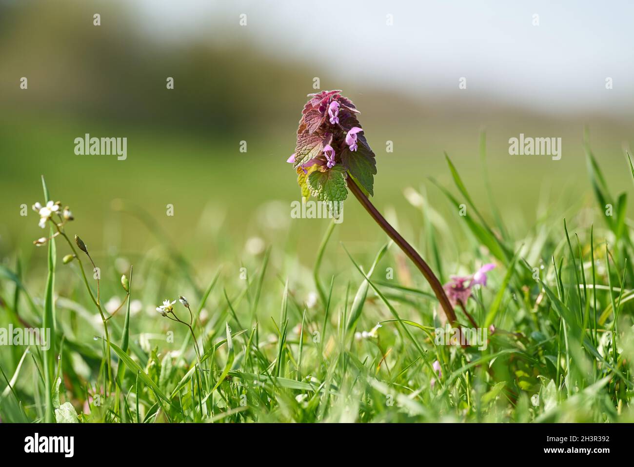 Ortiga floreciente (Lamium purpureum) en un prado en un parque en primavera Foto de stock