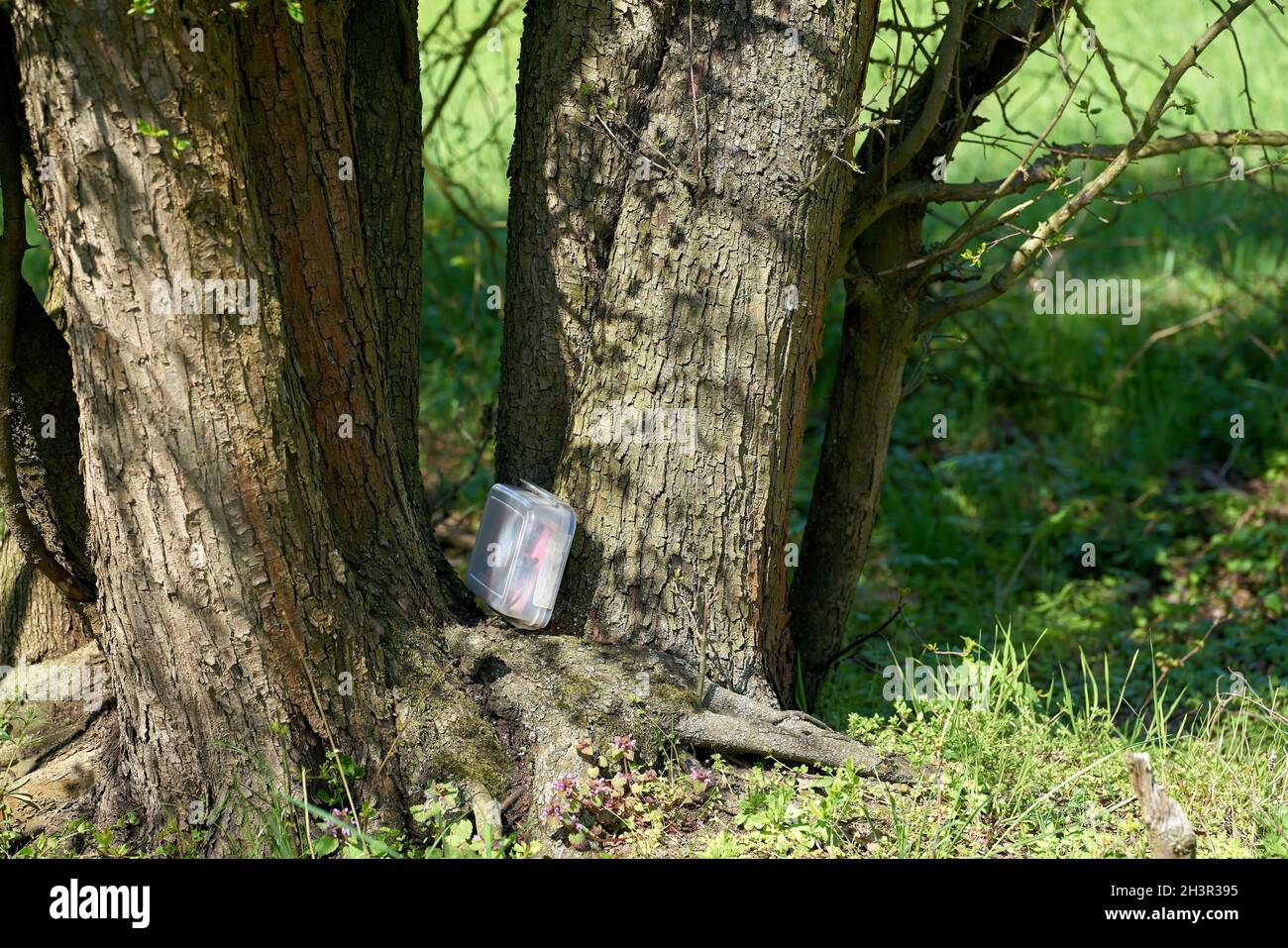 Se encontró geocaching escondiendo lugar con una caché en una caja en un árbol en el Herrenkrugpark cerca de Magdeburg Foto de stock