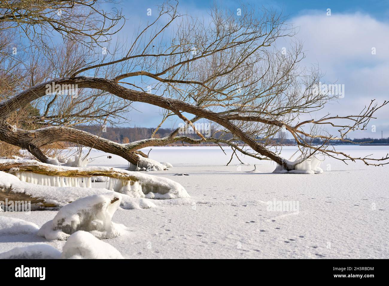 Los árboles en el lago congelado Barleber See cerca de Magdeburg en invierno Foto de stock