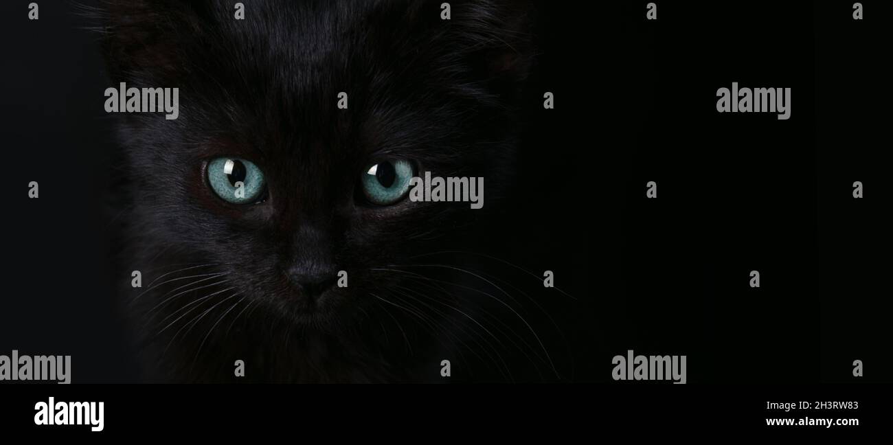 Primer plano retrato de un gato negro de Halloween con yeyes azules, diseño panorámico con espacio para texto Foto de stock
