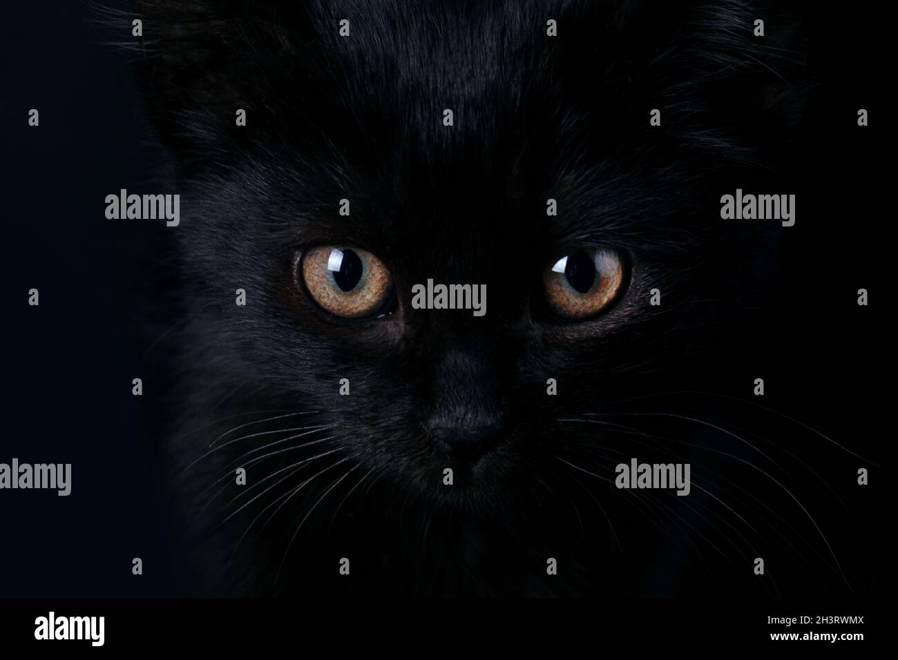 Primer plano retrato de un gato negro de Halloween con ojos anaranjados Foto de stock