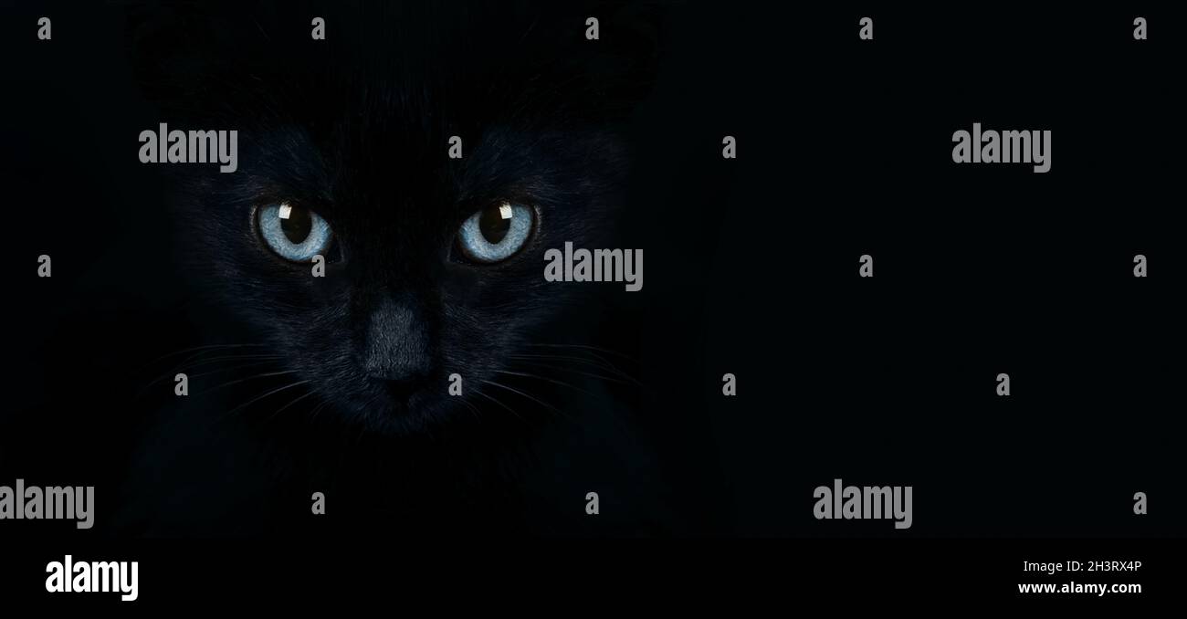 mira desde la oscuridad, amordazar a un gato sobre un fondo negro, retrato negro gatito primer plano, diseño panorámico Foto de stock