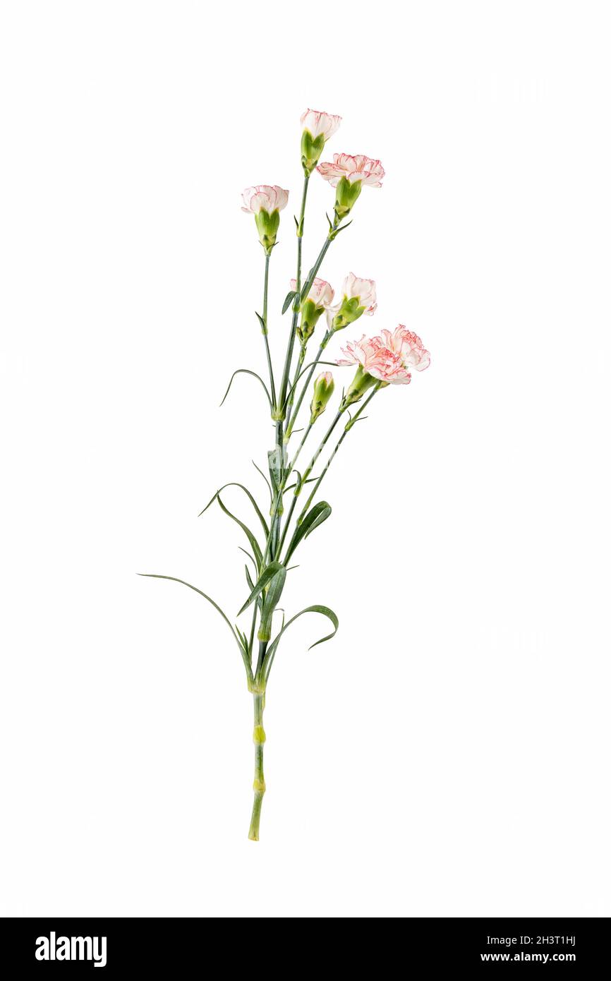 Flor de la clavel aislada sobre blanco Foto de stock